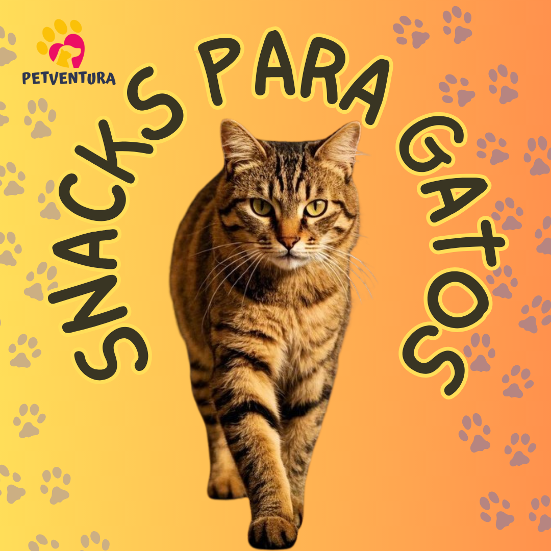 Snacks húmedos y secos para gatos